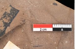 Foto (Detailsansicht) von Quercus palaeoilex Ettingshausen (NHMW-GEO-2024-0188-0768)